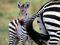 Natural Flyswatter, Burchell's Zebras, Kenya, Africa